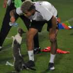 Zamalek faces Al-Ahli Jeddah in Dubai challenge cup final