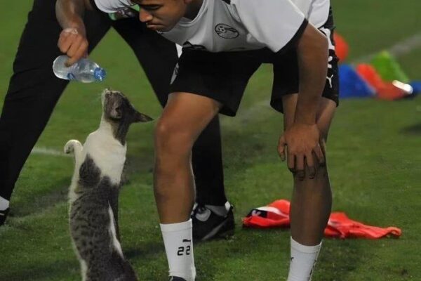Egyptian footballer's compassion: a viral image of kindness towards a stray cat
