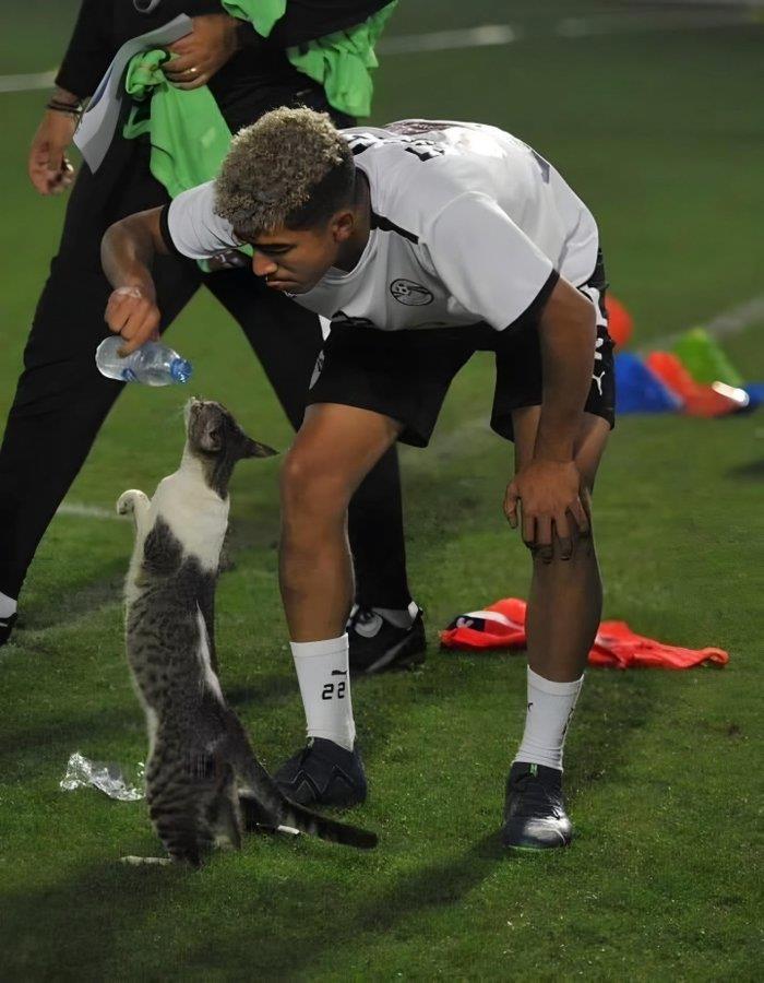 Egyptian footballer's compassion: a viral image of kindness towards a stray cat