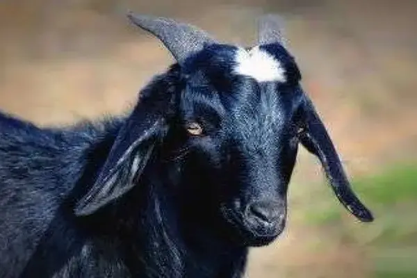 Tunisian fans sacrifice goat for good luck outside national team residence