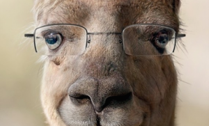 gates_llama-660x400-300x181 - AfricaSoccer.com Gates Llama 660x400 300x181 1
